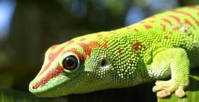 gecko phelsuma