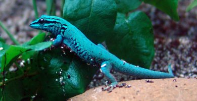 gecko azul electrico