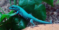 gecko azul electrico