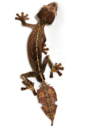 gecko cola hoja satanico