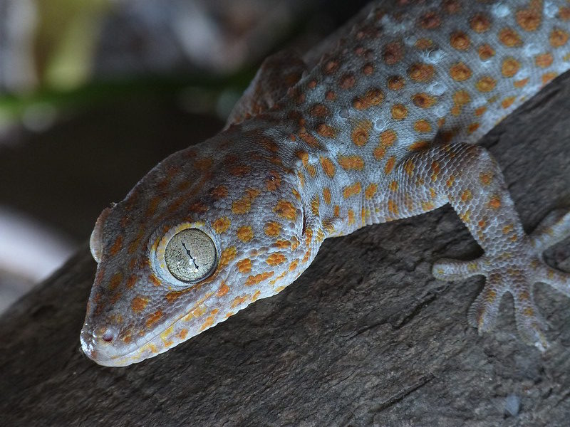 gecko tokay