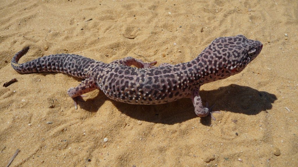geco leopardo