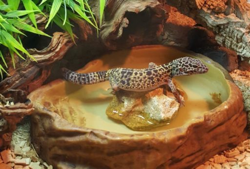 Gecko Leopardo en un terrario bien adaptado