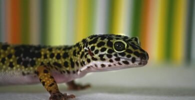 Gecko leopardo