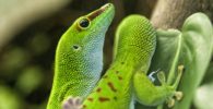 gecko phelsuma