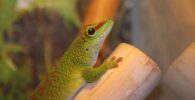 gecko diurno de madagascar