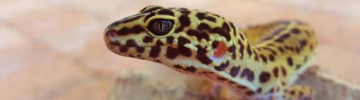 imagen de un gecko leopardo