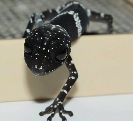 gecko negro