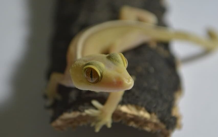 gecko vittatus