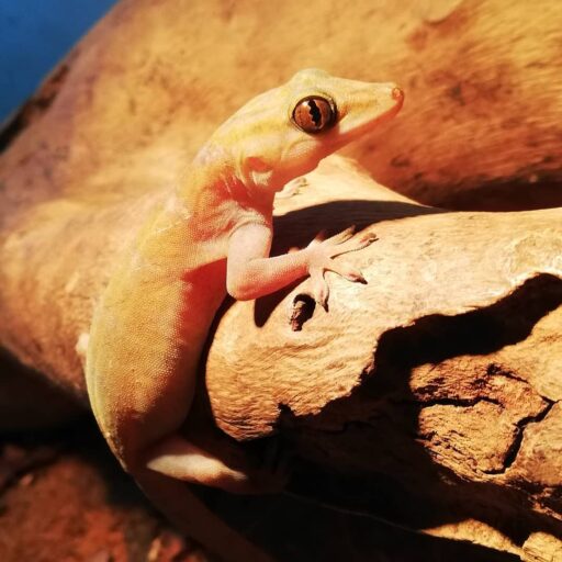 gecko dorado