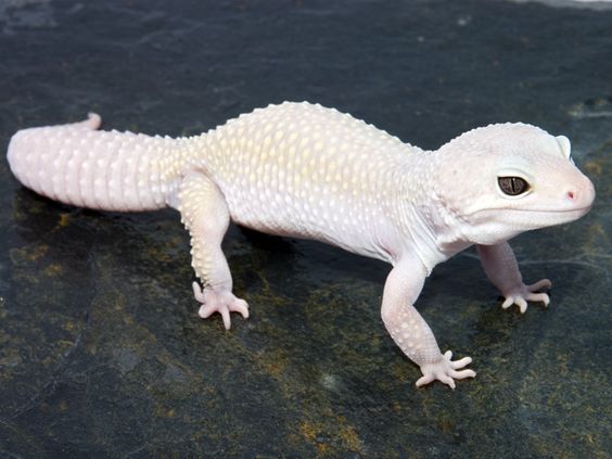 gecko leopardo albino