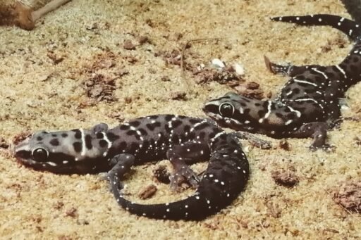 gecko tigre